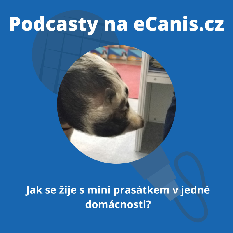 Obrázek epizody Jak se žije s mini prasátkem v jedné domácnosti?