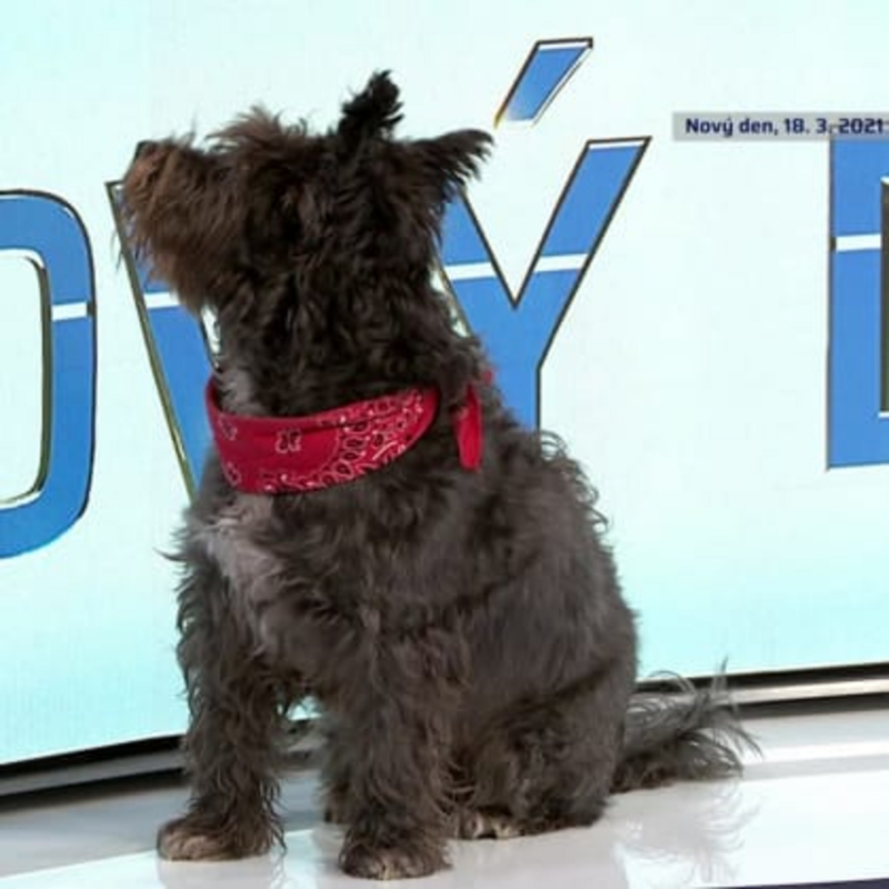 Obrázek epizody To nejlepší z Nového dne 18.3.2021