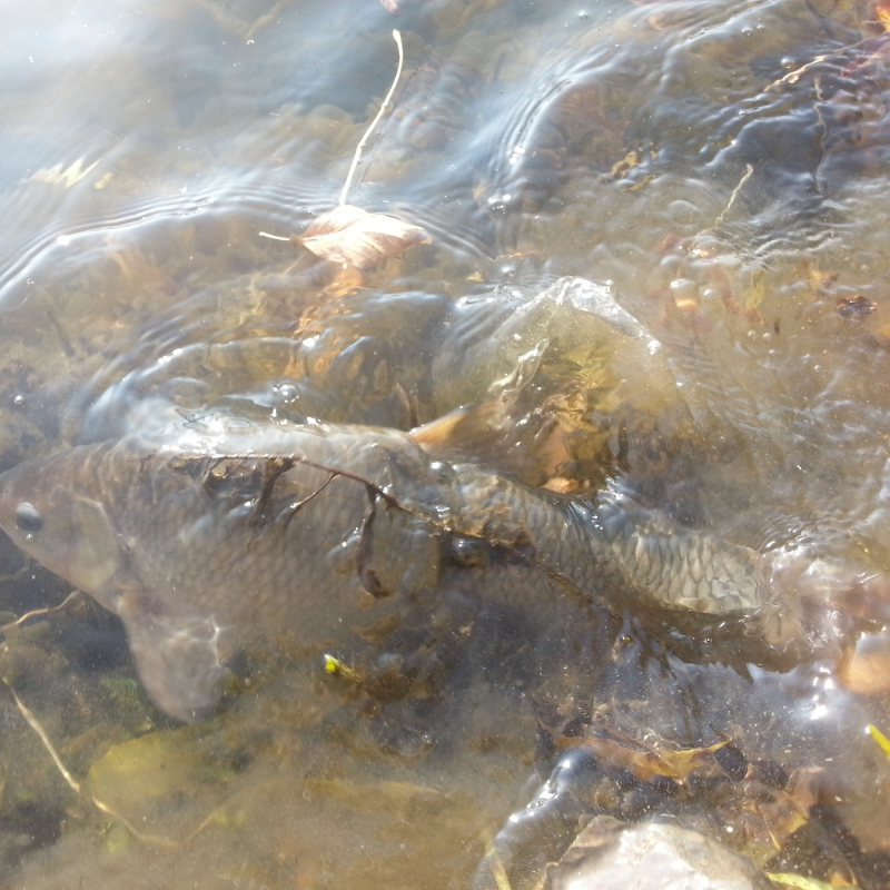 Obrázek epizody Pohlaví u ryb a jejich rozeznávání