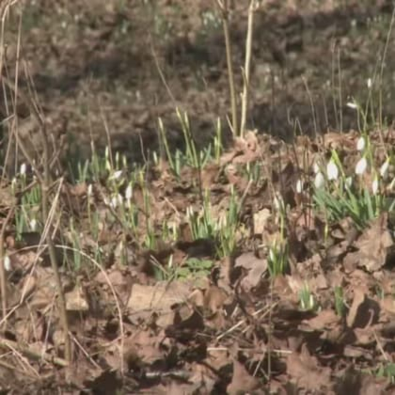 Obrázek epizody Tisíce květů pokryly háj