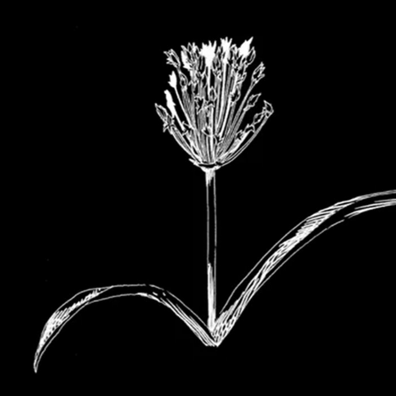 Obrázek epizody etc. galerie: Představy komunity II, Sdílení krajiny (Lukáčová, Arsanios, Dušek, Neves Marques)