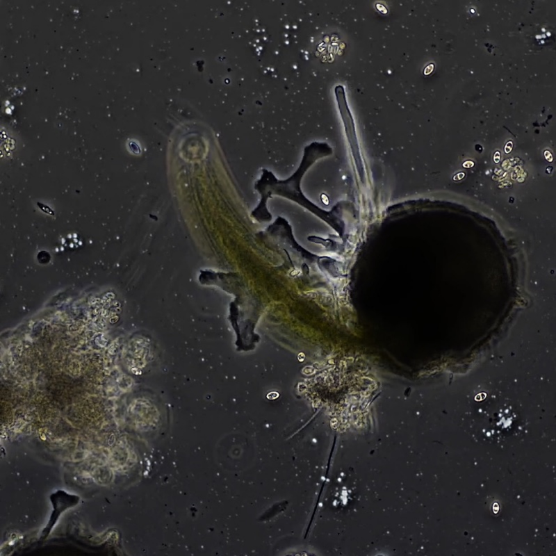 Obrázek epizody 6th episode – In the Tentacles of the Murmur: A Dark New World