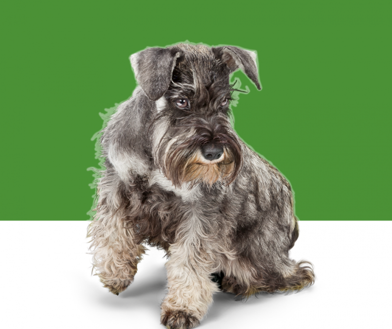 Obrázek epizody Jak odčervit mazlíčka