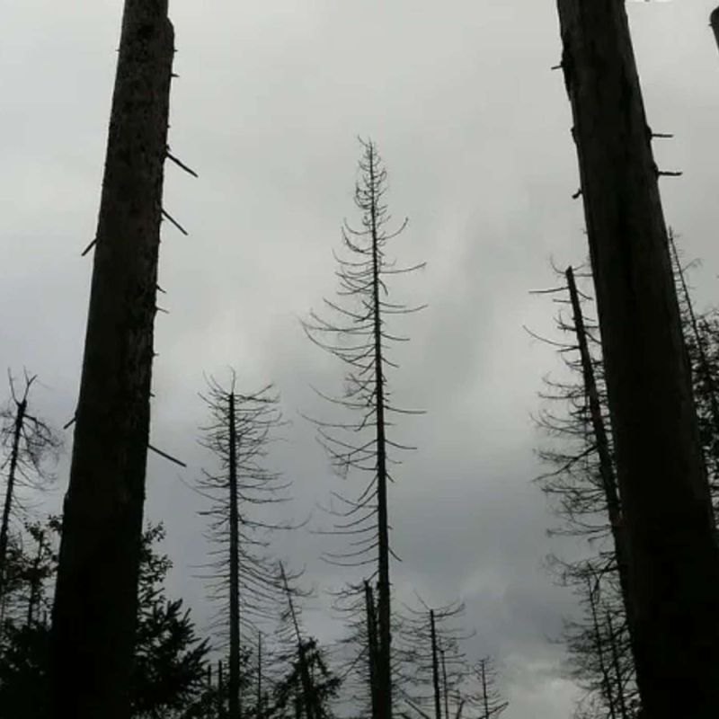 Obrázek epizody Krušnohorské lesy zničila rudo-černá labuť