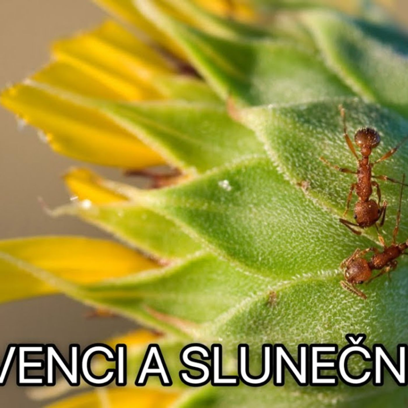 Obrázek epizody Svědectví z Kuřimské kauzy