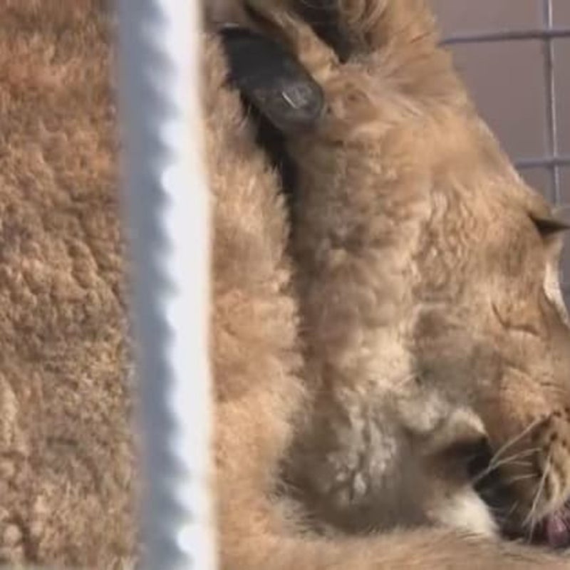 Obrázek epizody Zpřísnění chovů šelem