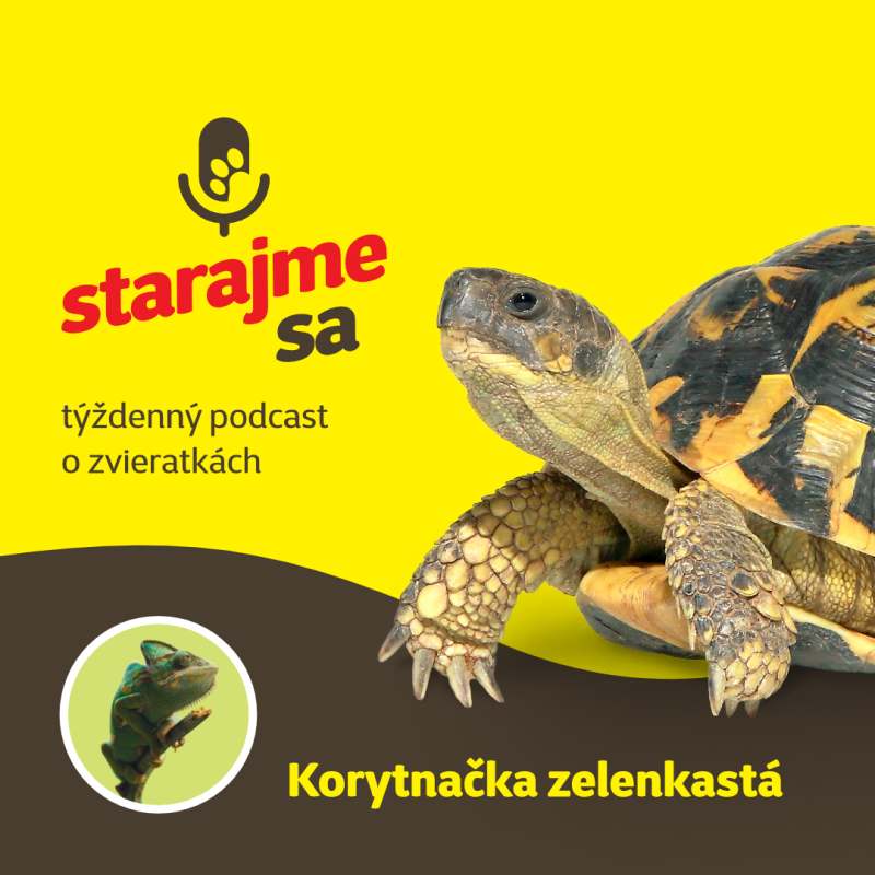 Obrázek epizody Teraristika: Korytnačka zelenkastá
