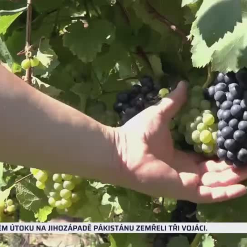 Obrázek epizody Burčáková sezona se blíží (zdroj: CNN Prima NEWS)