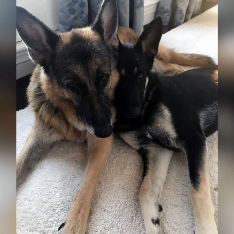 Obrázek epizody Ovčáci v Bílém domě