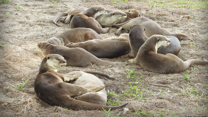 Obrázek epizody The otters of Singapore — and other unexpected wildlife thriving in cities | Philip Johns