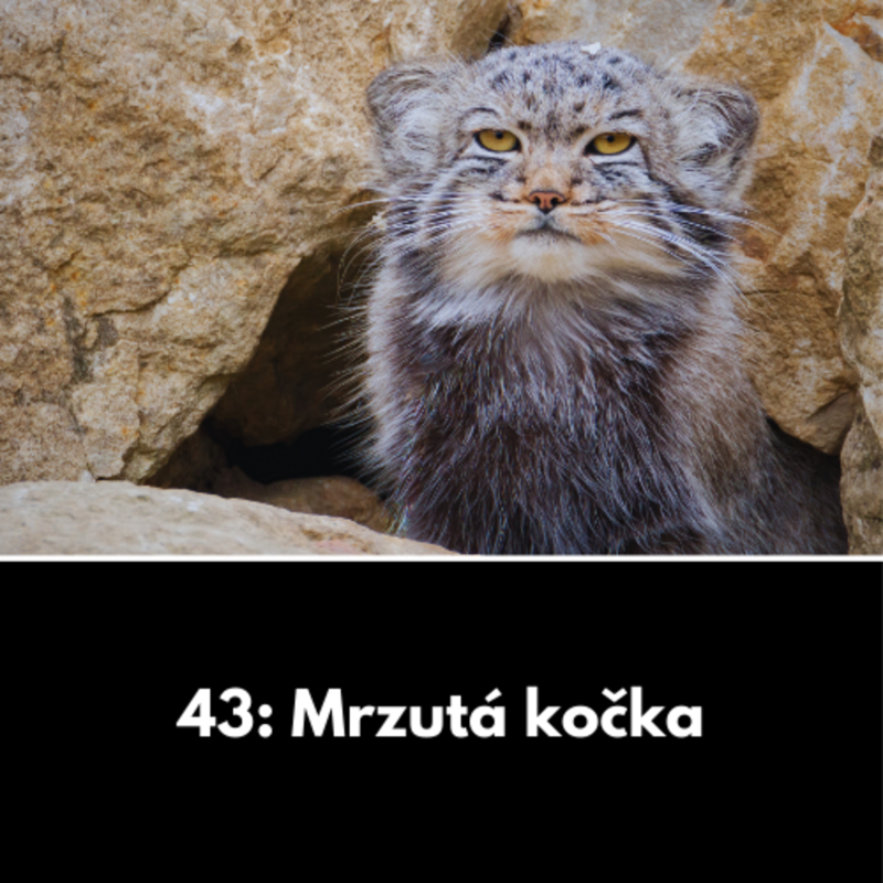 Obrázek epizody 43: Mrzutá kočka