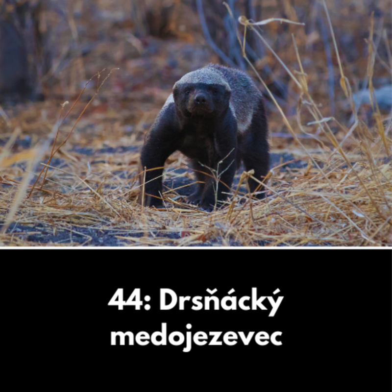 Obrázek epizody 44: Drsňácký medojezevec