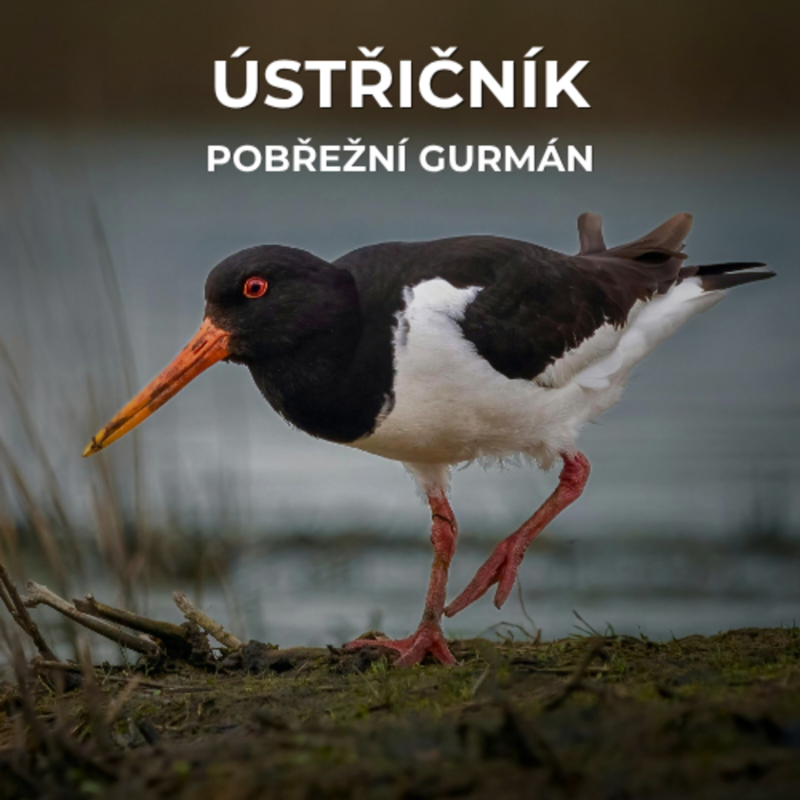 Obrázek epizody 61: S lasturou si dokáže poradit během 15 s, vědce podivuje jeho migrace a při obraně mláďat předstírá zranění | Ústřičník velký