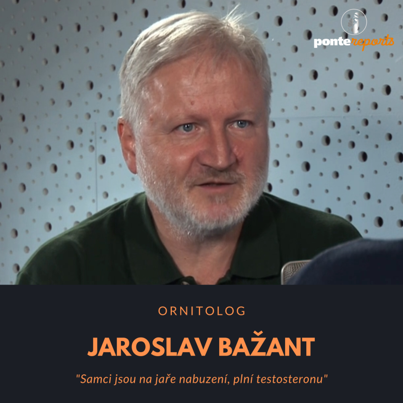 Obrázek epizody Jaroslav Bažant - ornitolog: Samci jsou na jaře nabuzení, plní testosteronu