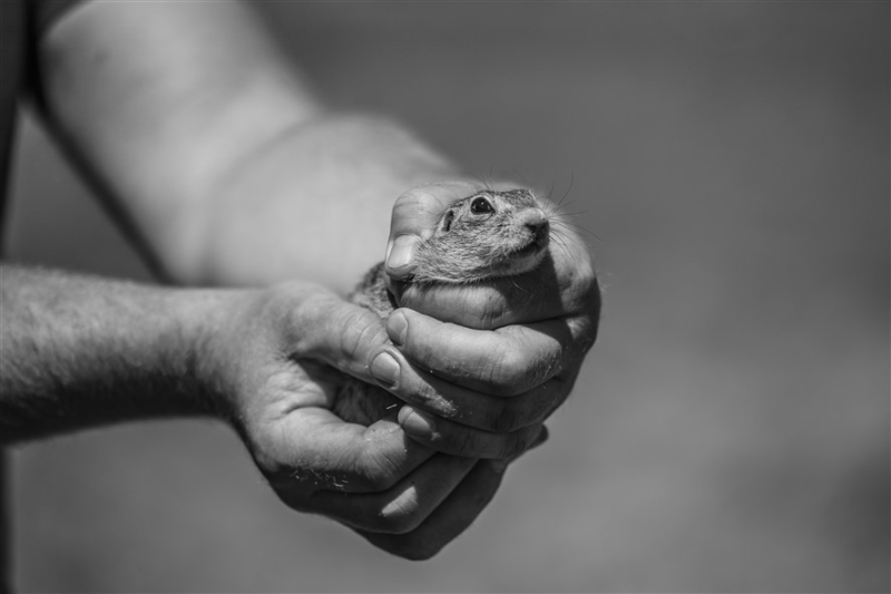 Obrázek epizody Pražské syslí stepi