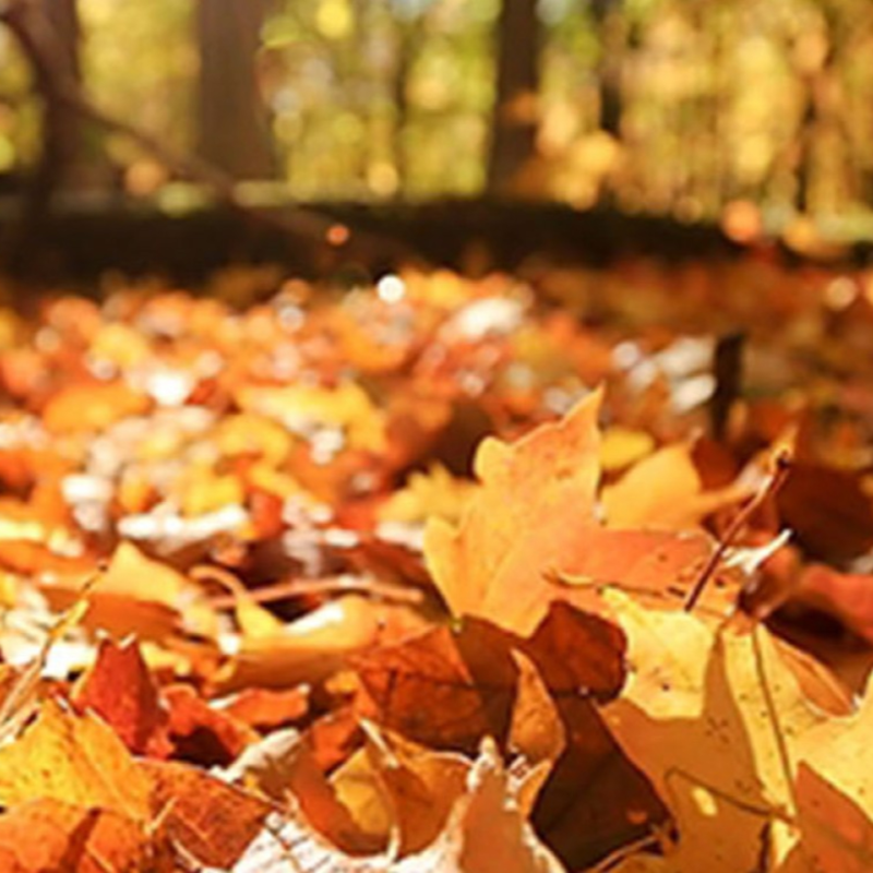 Obrázek epizody Díkuvzdání