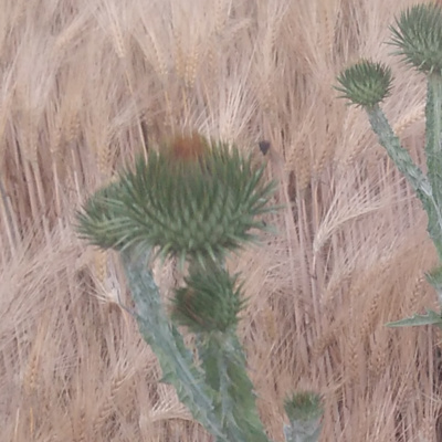 Obrázek epizody Odolná republika podle Masaryka