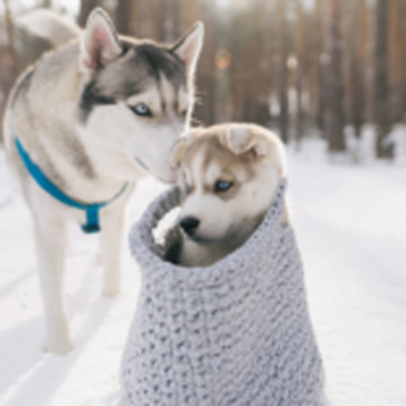 Obrázek epizody HOROSKOPY: Býci, vaše drahá polovička si vás cení, ale slova obdivu a chvály od ní nečekejte