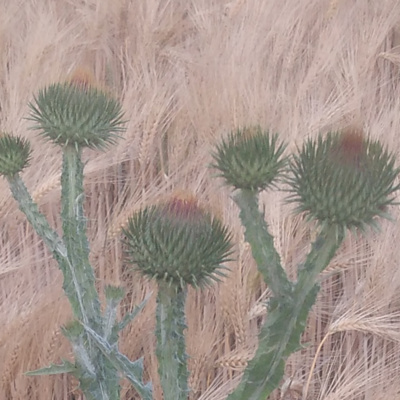 Obrázek epizody Připravenost selhala, ať žije připravenost!