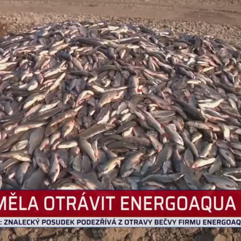 Obrázek epizody Viník otravy Bečvy je prý znám