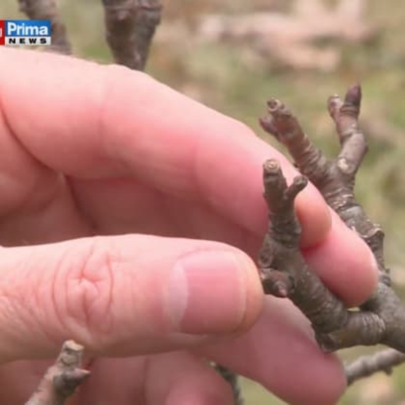 Obrázek epizody Zahrádkáře trápí vládní zákaz