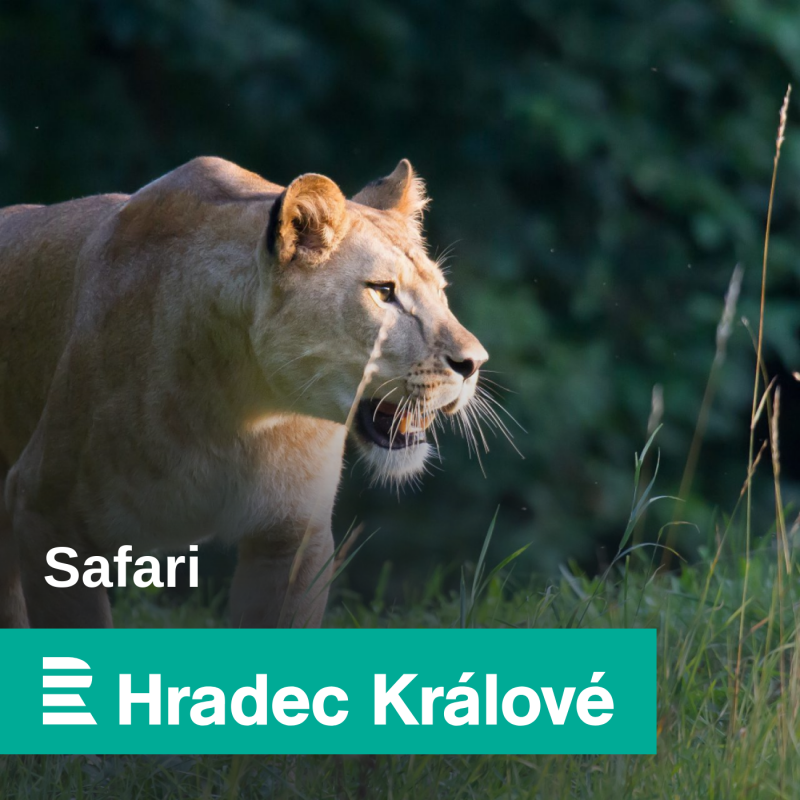Obrázek epizody Příběh se šťastným koncem! Vzácná hyenka hřívnatá z paterčat narozených v safari parku je zachráněna