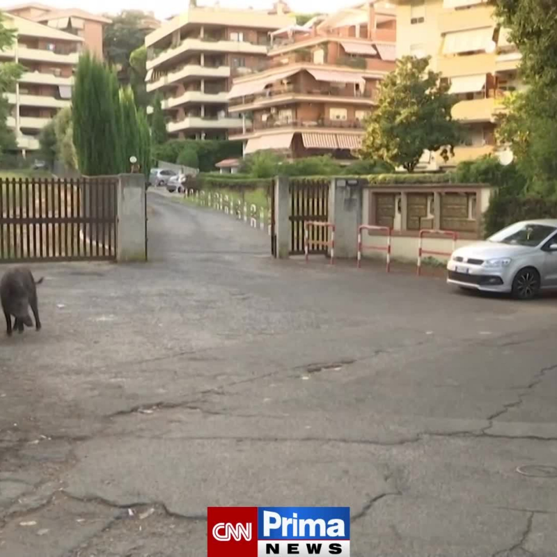 Obrázek epizody Divočáci děsí obyvatele Říma