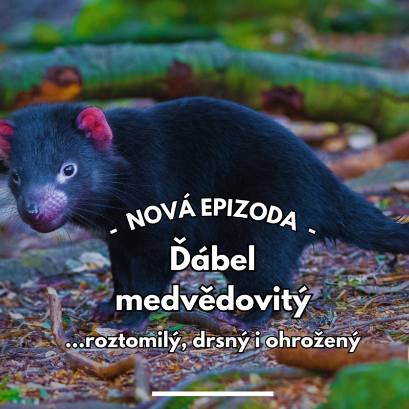 Obrázek epizody 18: Čerti z Tasmánie