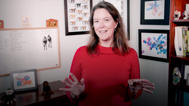 Obrázek epizody Why monkeys (and humans) are wired for fairness | Sarah Brosnan