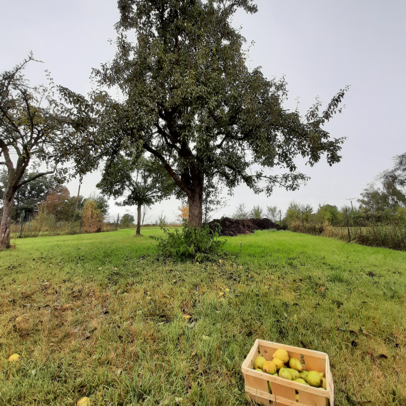 Obrázek epizody #08: O původu (ovocných) druhů