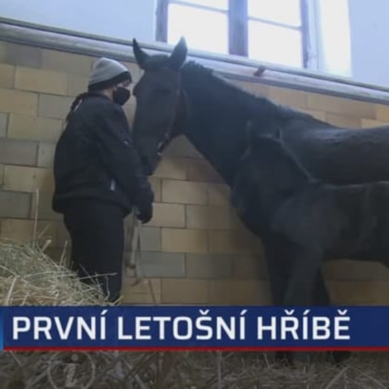 Obrázek epizody První letošní hříbě