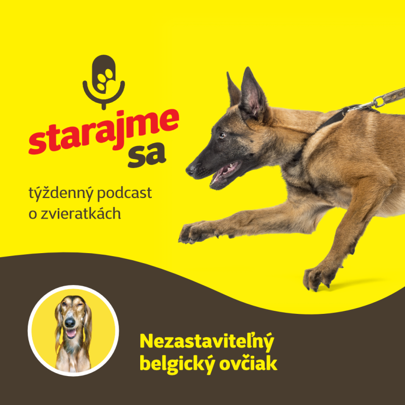 Obrázek epizody Psy: Nezastaviteľný belgický ovčiak
