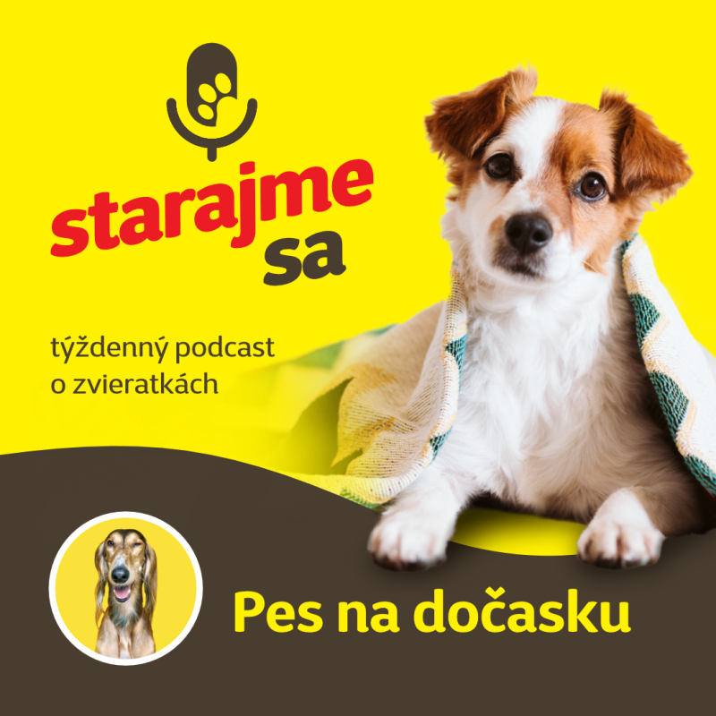 Obrázek epizody Psy: Pes na dočasku