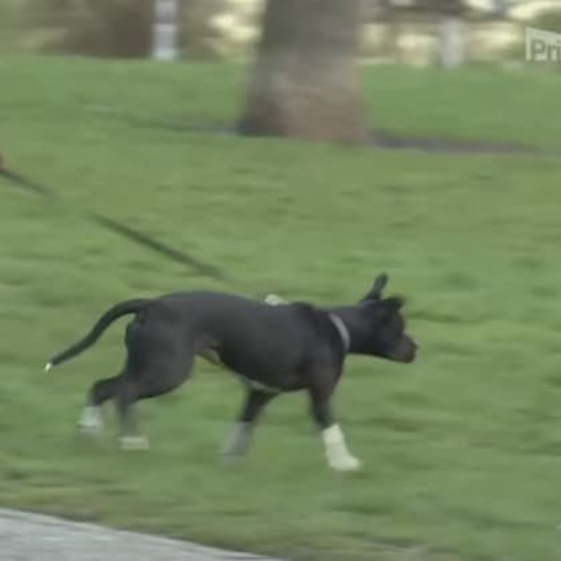 Obrázek epizody Pravidla pro agresivní psy? (zdroj: CNN Prima NEWS)