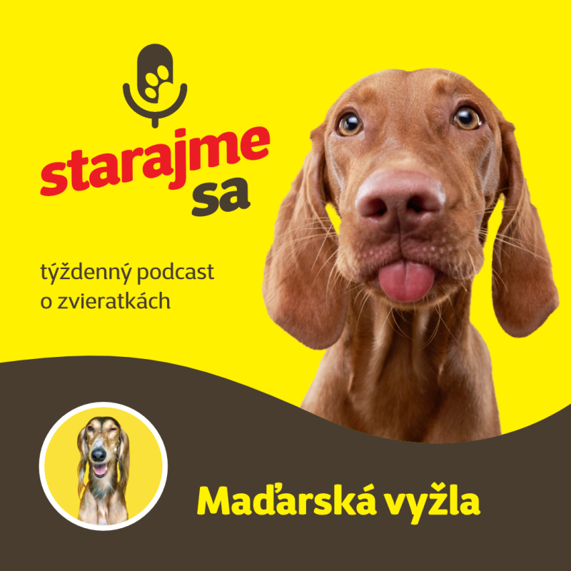 Obrázek epizody Psy: Maďarská vyžla