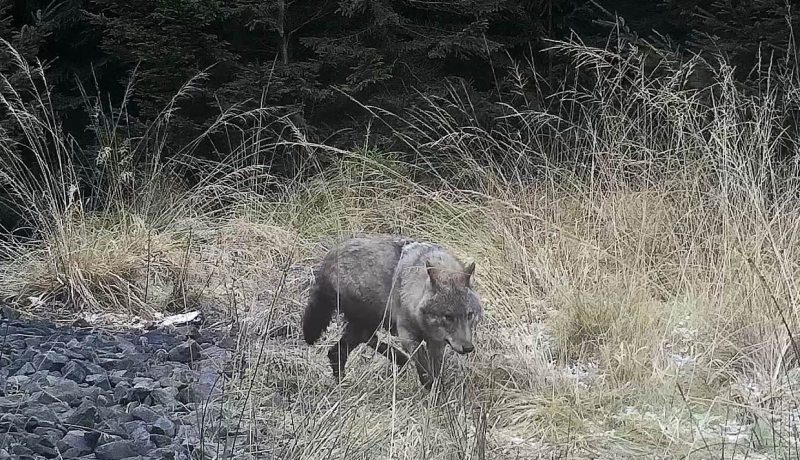 Obrázek epizody Kokořínsko: poklidné soužití s vlky?