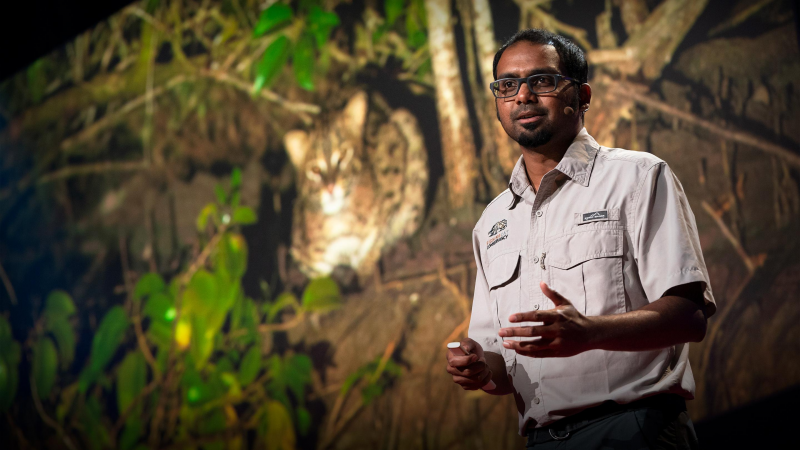Obrázek epizody The link between fishing cats and mangrove forest conservation | Ashwin Naidu