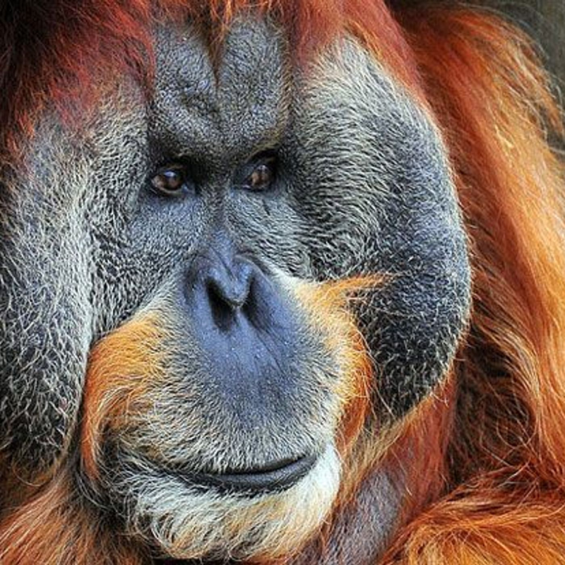 Obrázek epizody Fu Manchu