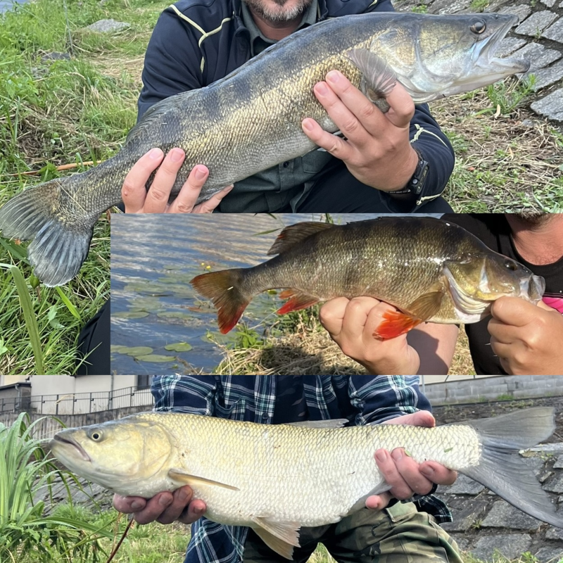 Obrázek epizody Orlík, pruhovaní páni z Labe 25. díl