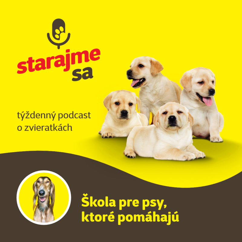 Obrázek epizody Psy: Škola pre psy, ktoré pomáhajú