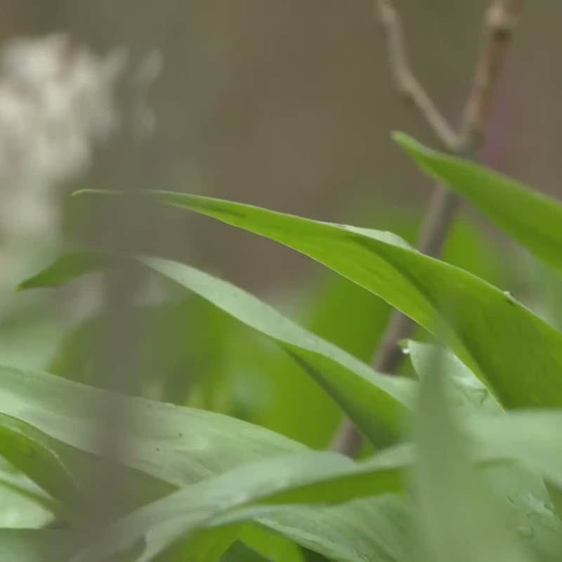 Obrázek epizody Bylinky a rostliny v lese (zdroj: CNN Prima NEWS)