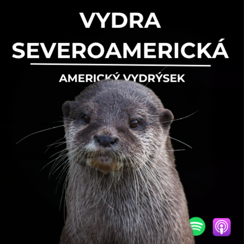 Obrázek epizody 76: Americký vydrýsek | Vydra severoamerická