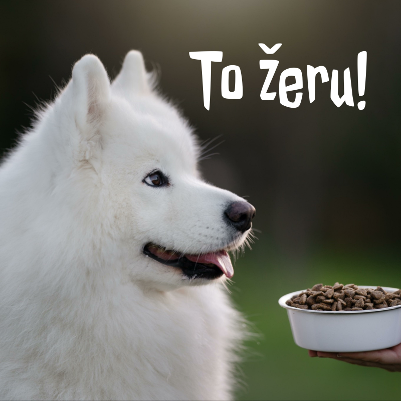 Obrázek epizody Výživa psích sportovců | #19