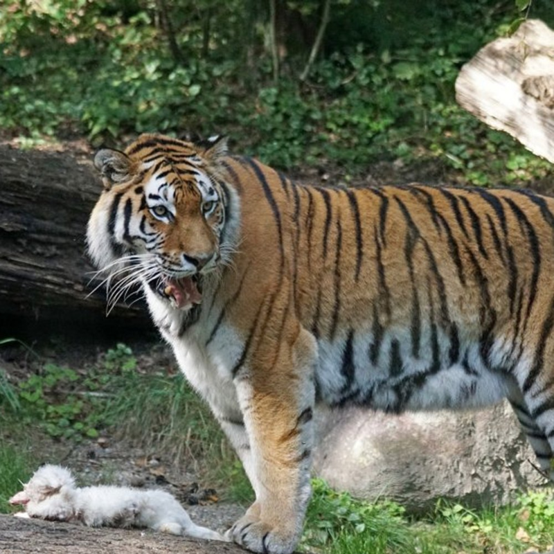 Obrázek epizody Blog 24 ... Čím se živí vztahoví predátoři? Příběh Jirky a jeho sestry Anny