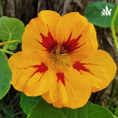 Obrázek epizody 6. Bylinky ze zahrady domů do květináčů.