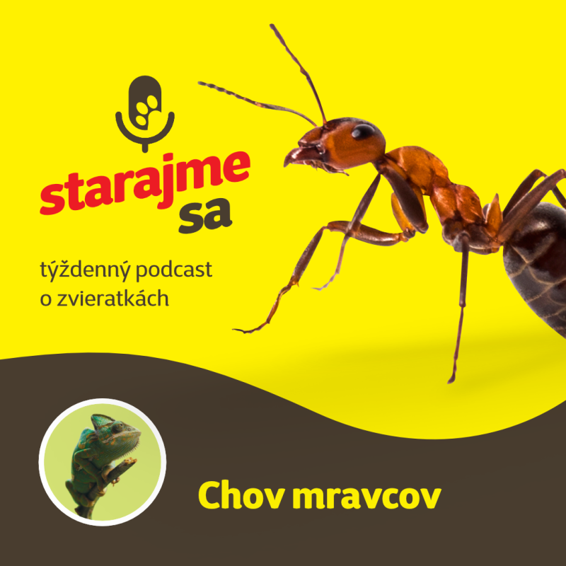 Obrázek epizody Teraristika: Chov mravcov