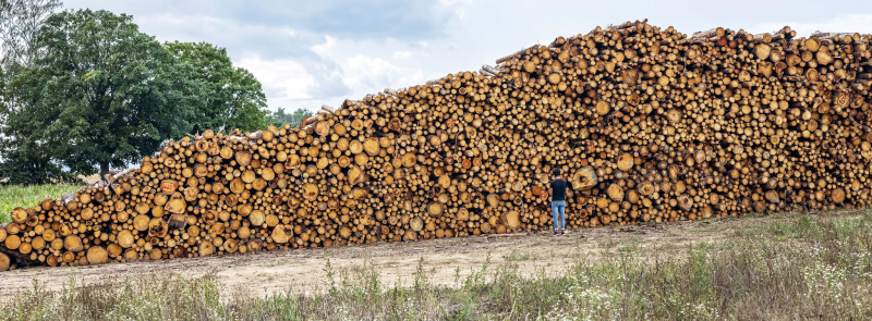 Obrázek epizody České lesy usychají. Jak je zachránit?