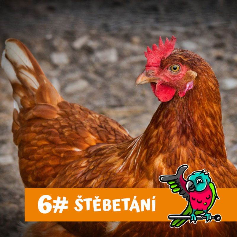 Obrázek epizody Jak začít s domácím chovem slepic