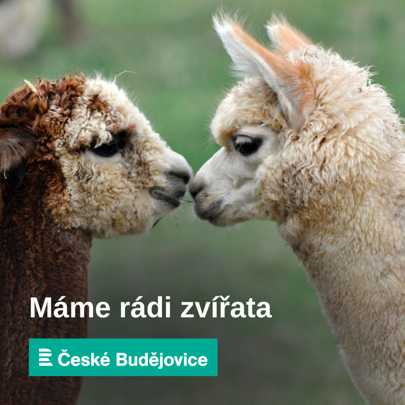 Obrázek epizody Pokud vytáhneme včelí žihadlo nevhodným způsobem, zbytečně do těla dostaneme víc jedu