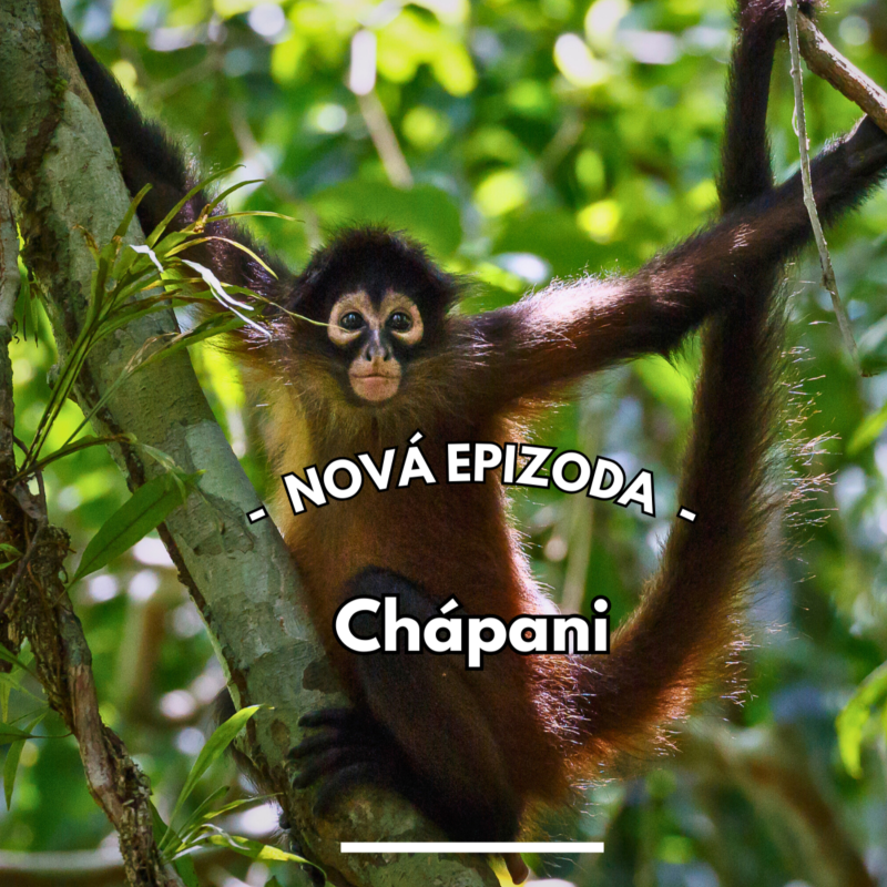 Obrázek epizody 25: Chápani - nová éra čištění oken